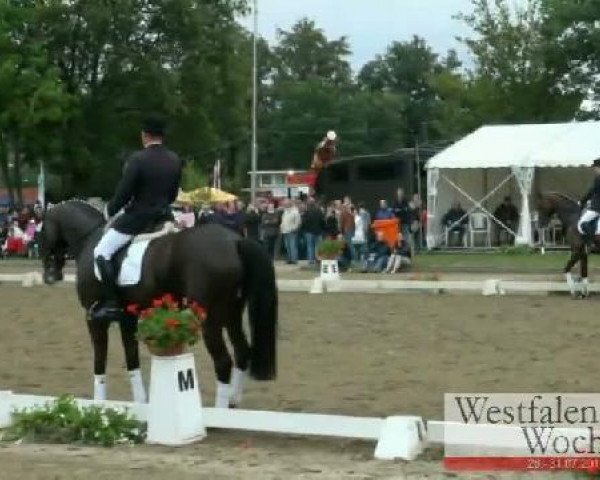 stallion Leonardo F.M. (Westphalian, 2001, from Lamoureux II)