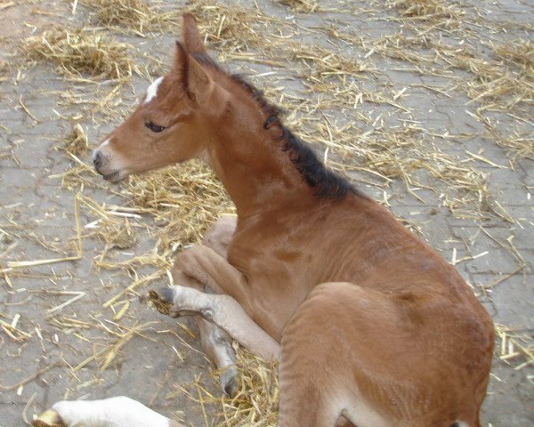 Pferd Fino (Westfale, 2010, von Fiorano)