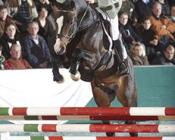 stallion Carento (Holsteiner, 2006, from Caretino)