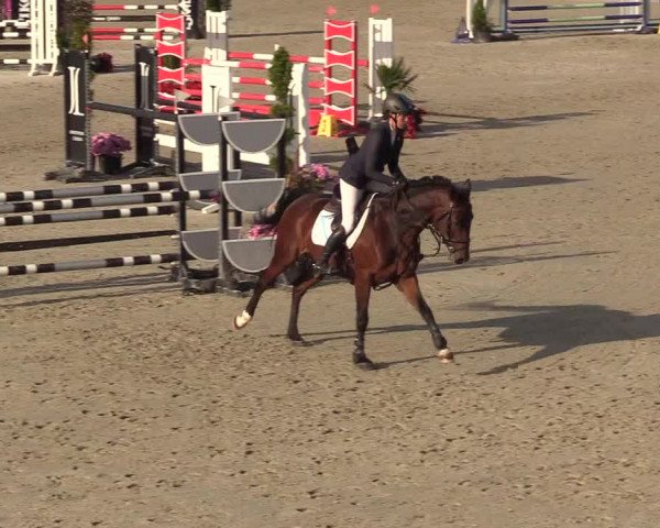 Reitturnier Westergellersen 2022
