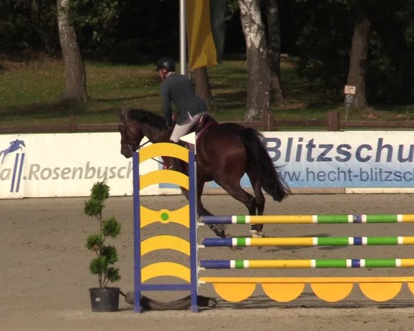 Reitturnier Westergellersen 2022