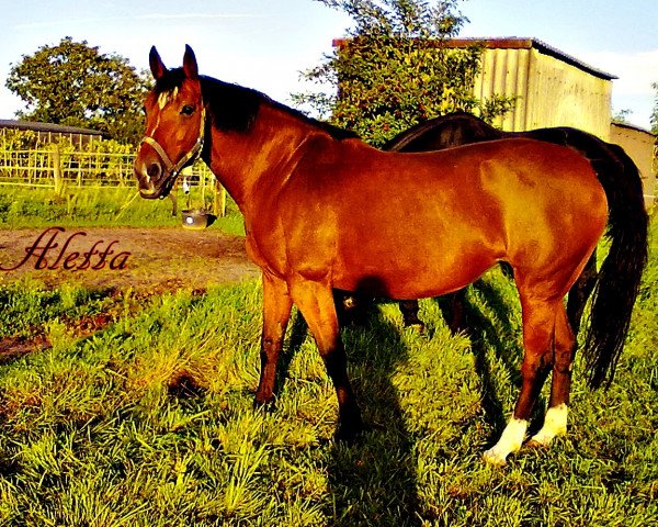 horse Aletta (Hanoverian,  , from Ahorn Z)