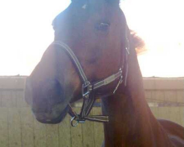jumper La Luna (Bavarian, 1996, from Saint Cloud)