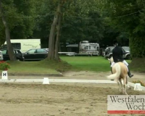 Dressurpferd Mr. Magic (Deutsches Reitpony, 2005, von The Braes My Mobility)