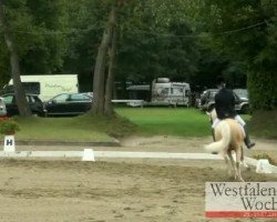 Cavallo da Dressage Mr. Magic (Pony da Sella Tedesco, 2005, di The Braes My Mobility)