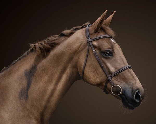 jumper Royal Rubina 12 (Hanoverian, 2010, from Royal Classic I)
