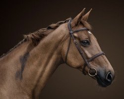 jumper Royal Rubina 12 (Hanoverian, 2010, from Royal Classic I)