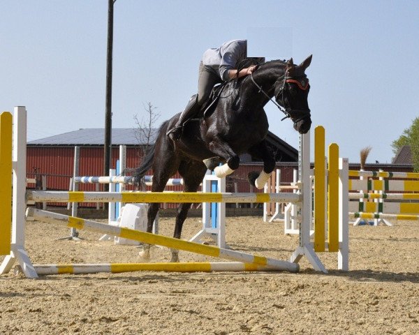 broodmare Salima (Westphalian, 2001, from Sir Schölling)