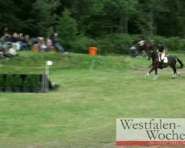 jumper proWIN Phips (Westphalian, 2007, from Primeur's As)