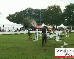 Springpferd Zilvergirl (KWPN (Niederländisches Warmblut), 2004, von Silverstone)