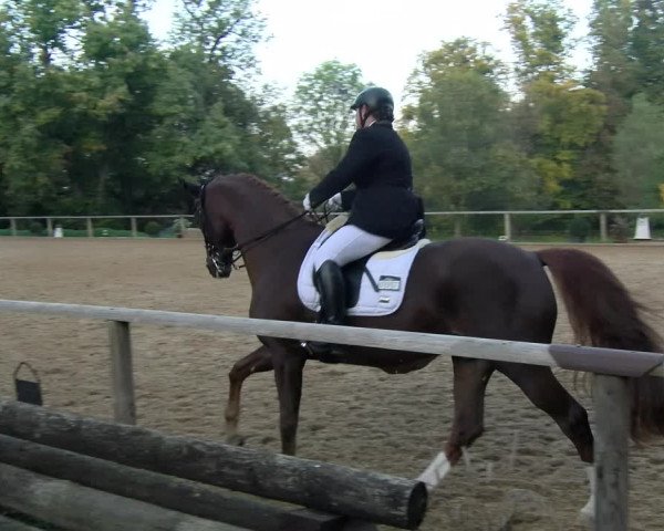 Reitturnier Diessen 2022