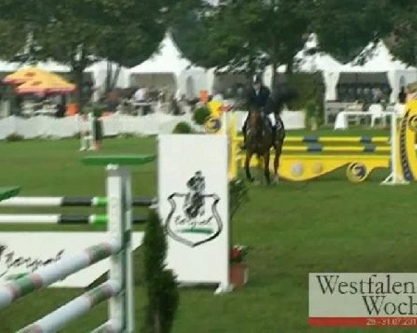 Springpferd Quinte B (Westfale, 2007, von Quinar)
