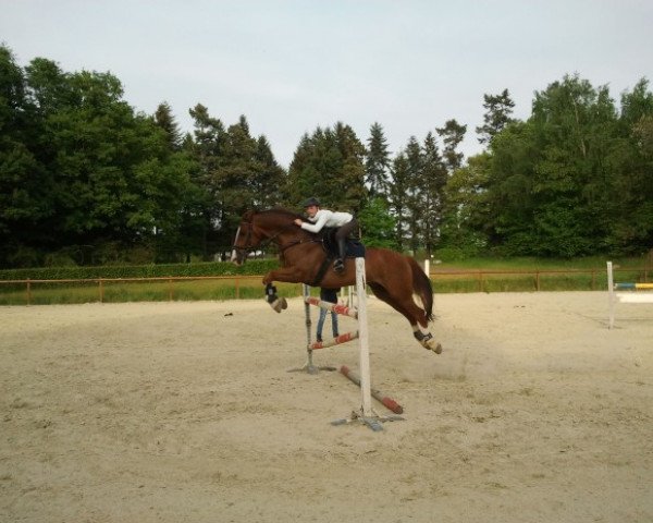 jumper Sir Sam 4 (Oldenburg, 2000, from Silvio I)