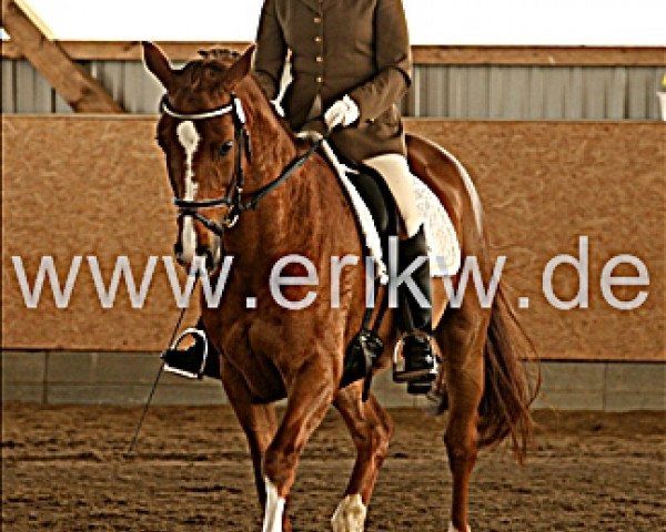 broodmare Aemeli (Holsteiner, 1994, from Alcatraz)
