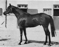 stallion Tamerlane xx (Thoroughbred, 1952, from Persian Gulf xx)