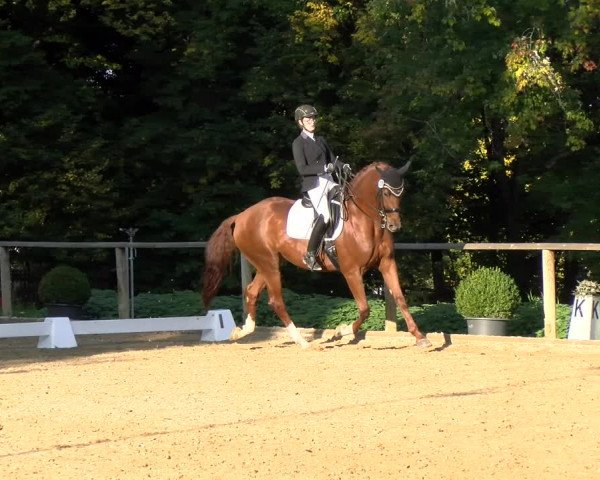 Reitturnier Diessen 2022