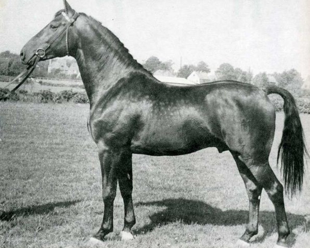 stallion Farnese 3804 (Holsteiner, 1960, from Faehnrich)
