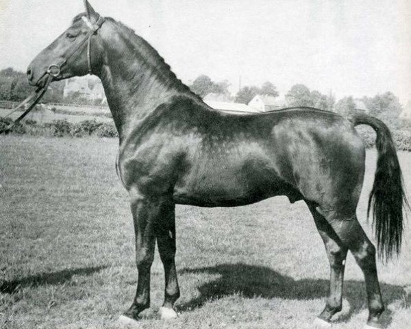 stallion Farnese 3804 (Holsteiner, 1960, from Faehnrich)