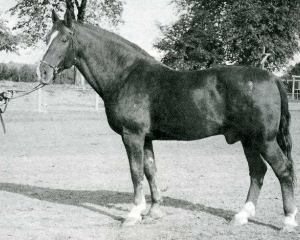 stallion Fanal (Holsteiner, 1934, from Favorit 2449)