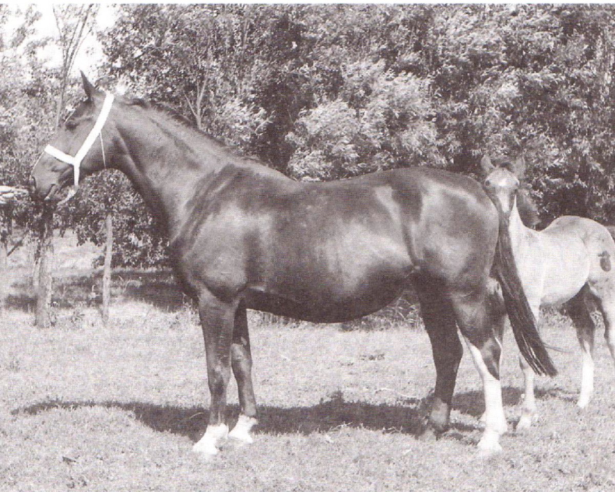 Zuchtstute Dorette (Holsteiner, 1945, von Monarch)