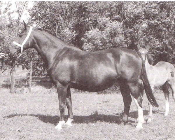 Zuchtstute Dorette (Holsteiner, 1945, von Monarch)