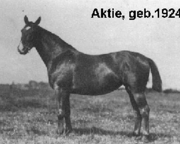 Zuchtstute Aktie (Holsteiner, 1924, von Elegant 2421) Zuchtstute Aktie (Holsteiner, 1924, von Elegant 2421)