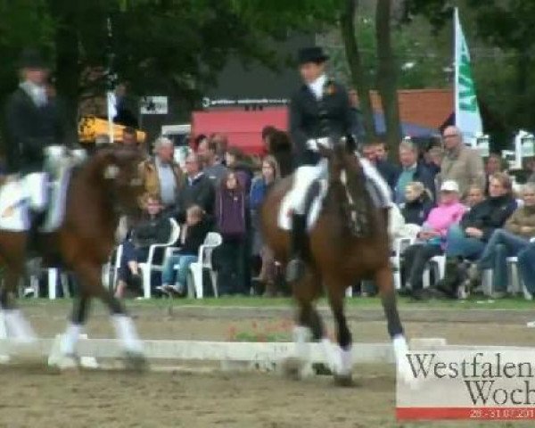 dressage horse Dream of Spring (Westphalian, 2006, from Dream On)