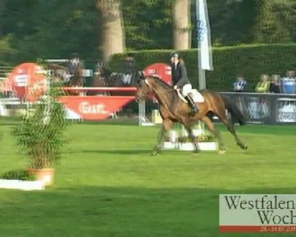 stallion Coco Conchetto S (Westphalian, 2007, from Christiano)