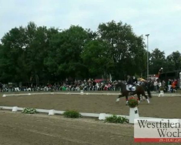 dressage horse Skywalker Luke 2 (Westphalian, 2003, from Show Star)