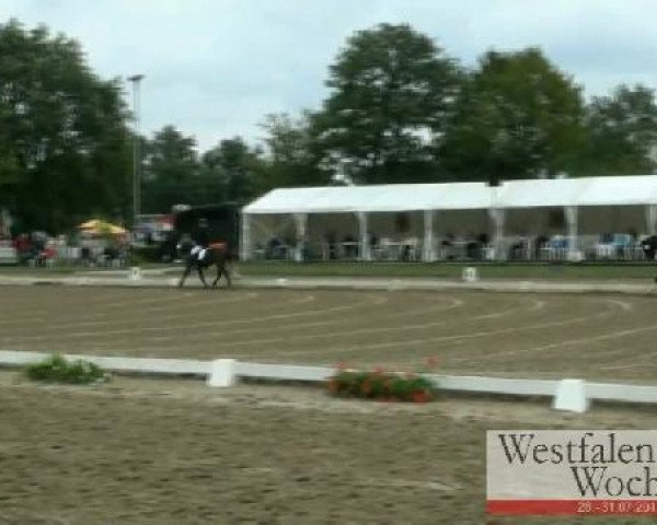 Dressurpferd Robin Hood 265 (Deutsches Reitpony, 2007, von Renoir)