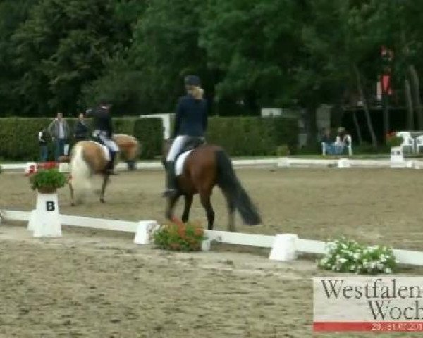 dressage horse Der kleine Goldbär (German Riding Pony, 2007, from Dressman V)