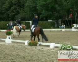 dressage horse Der kleine Goldbär (German Riding Pony, 2007, from Dressman V)