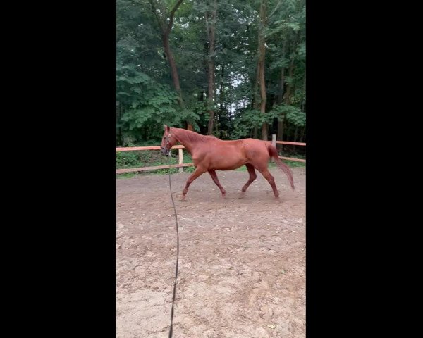 Video von Cherokee M