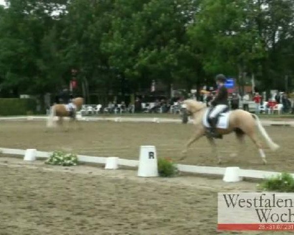 Dressurpferd Devilino 2 (Deutsches Reitpony, 2007, von Der feine Lord AT)