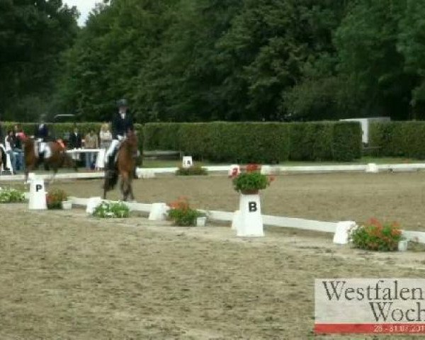 broodmare Darling Star AT (German Riding Pony, 2007, from Don Joshi)