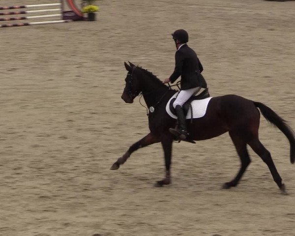 Reitturnier Westergellersen 2022