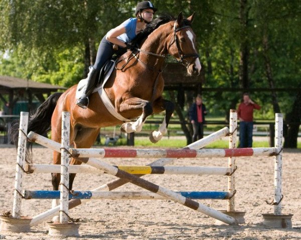 jumper Ravenna S 3 (Hanoverian, 1996, from Ramiro's Son II)