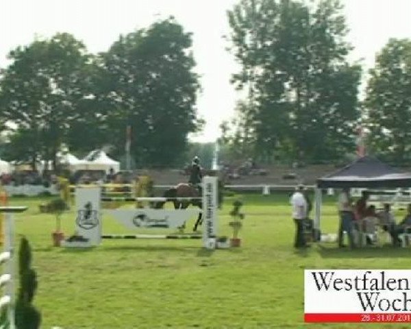 jumper Quebec 41 (Westphalian, 2004, from Quattro B)