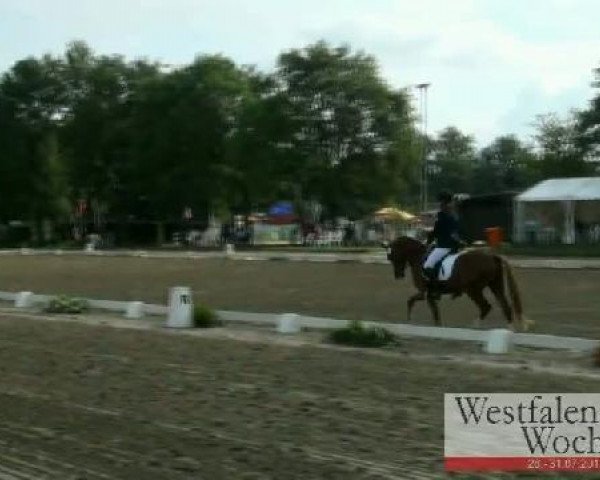 broodmare Disco Queen T (German Riding Pony, 2008, from Danny Gold) broodmare Disco Queen T (German Riding Pony, 2008, from Danny Gold)