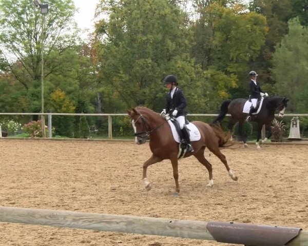 Reitturnier Diessen 2022