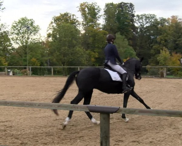 Reitturnier Diessen 2022