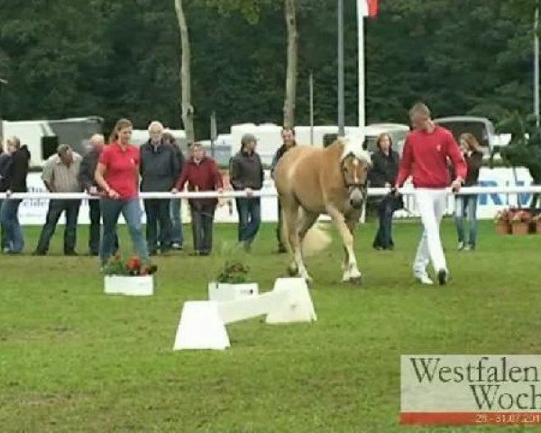 Pferd Nevita (Westfale, 2008, von Nevio) Pferd Nevita (Westfale, 2008, von Nevio)