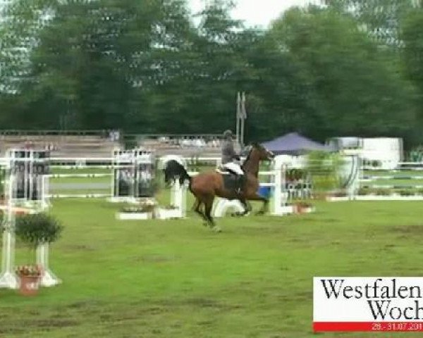 Springpferd Unique 52 (Belgisches Warmblut, 2003, von Upsilon van de Heffinck)