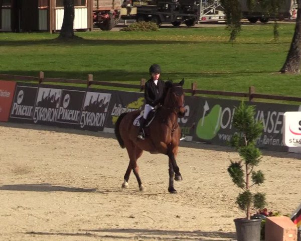Reitturnier Westergellersen 2022