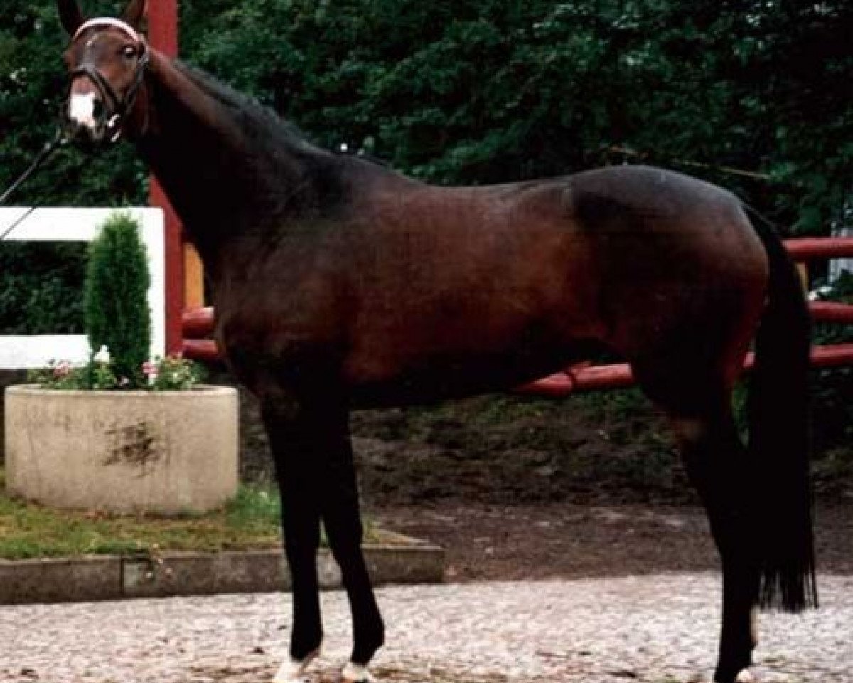 broodmare Grannina (Hanoverian, 1990, from Grannus)