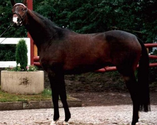 Zuchtstute Grannina (Hannoveraner, 1990, von Grannus)