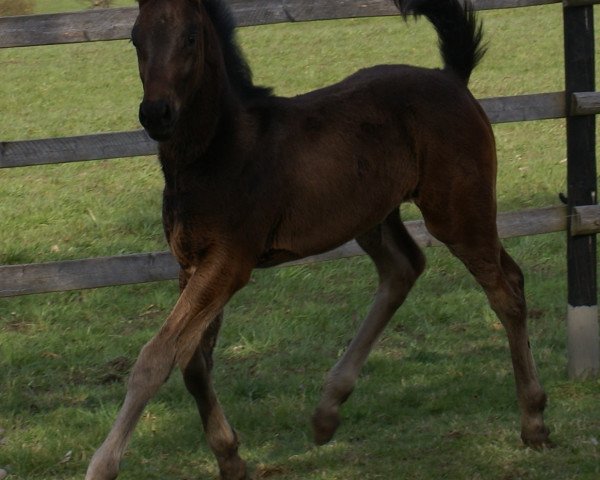 horse San Rubin BF (Oldenburg, 2008, from Sandro Hit)