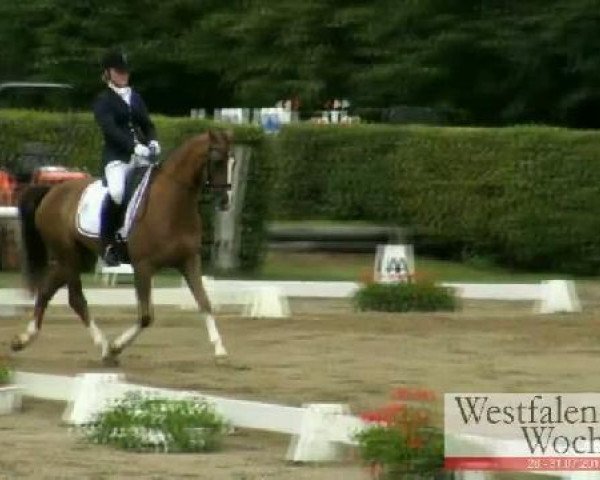 dressage horse Ombre 14 (German Riding Pony, 2005, from Offshore Energy R)