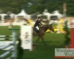 jumper Levisto 9 (Westphalian, 2007, from Lenardo)