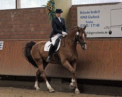 dressage horse Dexter 194 (Westphalian, 2004, from Damon Hill)